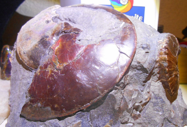 USA Ammonite Ammolite  Sphenodiscus sp & Hoploscaphites  Scaphite アンモナイト  スフェノディスカス　＆　ホプロスカフィテス