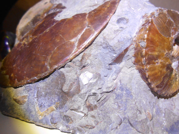 USA Ammonite Ammolite  Sphenodiscus sp & Hoploscaphites  Scaphite アンモナイト  スフェノディスカス　＆　ホプロスカフィテス