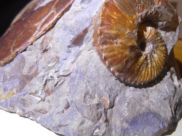 USA Ammonite Ammolite  Sphenodiscus sp & Hoploscaphites  Scaphite アンモナイト  スフェノディスカス　＆　ホプロスカフィテス