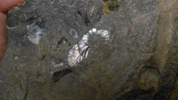 USA Ammonite Ammolite  Sphenodiscus sp & Hoploscaphites  Scaphite アンモナイト  スフェノディスカス　＆　ホプロスカフィテス