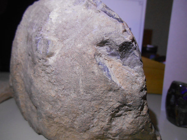 USA Ammonite Ammolite  Sphenodiscus sp & Hoploscaphites  Scaphite アンモナイト  スフェノディスカス　＆　ホプロスカフィテス