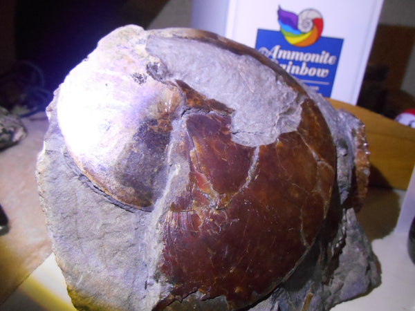 USA Ammonite Ammolite  Sphenodiscus sp & Hoploscaphites  Scaphite アンモナイト  スフェノディスカス　＆　ホプロスカフィテス