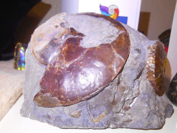 USA Ammonite Ammolite  Sphenodiscus sp & Hoploscaphites  Scaphite アンモナイト  スフェノディスカス　＆　ホプロスカフィテス