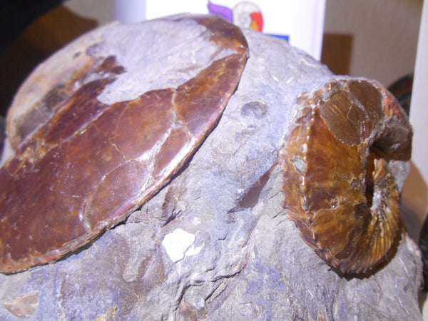 USA Ammonite Ammolite  Sphenodiscus sp & Hoploscaphites  Scaphite アンモナイト  スフェノディスカス　＆　ホプロスカフィテス