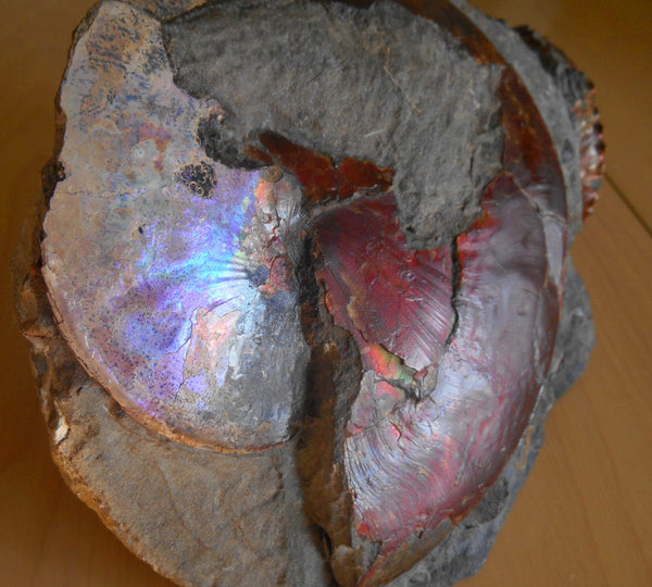 USA Ammonite Ammolite  Sphenodiscus sp & Hoploscaphites  Scaphite アンモナイト  スフェノディスカス　＆　ホプロスカフィテス