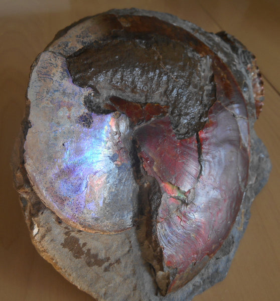 USA Ammonite Ammolite  Sphenodiscus sp & Hoploscaphites  Scaphite アンモナイト  スフェノディスカス　＆　ホプロスカフィテス