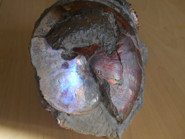 USA Ammonite Ammolite  Sphenodiscus sp & Hoploscaphites  Scaphite アンモナイト  スフェノディスカス　＆　ホプロスカフィテス