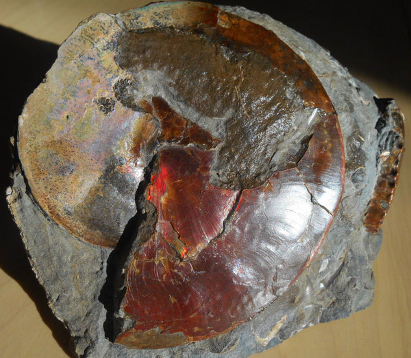 USA Ammonite Ammolite  Sphenodiscus sp & Hoploscaphites  Scaphite アンモナイト  スフェノディスカス　＆　ホプロスカフィテス