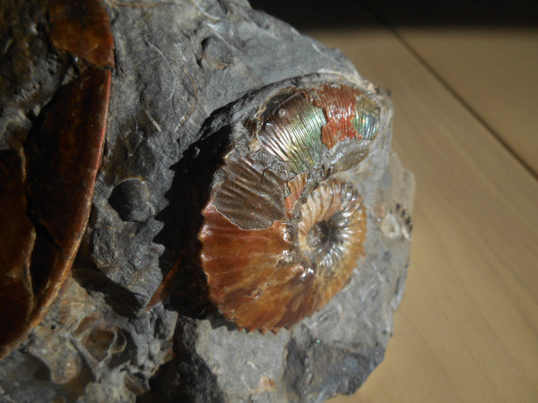 USA Ammonite Ammolite  Sphenodiscus sp & Hoploscaphites  Scaphite アンモナイト  スフェノディスカス　＆　ホプロスカフィテス