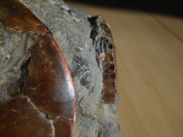 USA Ammonite Ammolite  Sphenodiscus sp & Hoploscaphites  Scaphite アンモナイト  スフェノディスカス　＆　ホプロスカフィテス