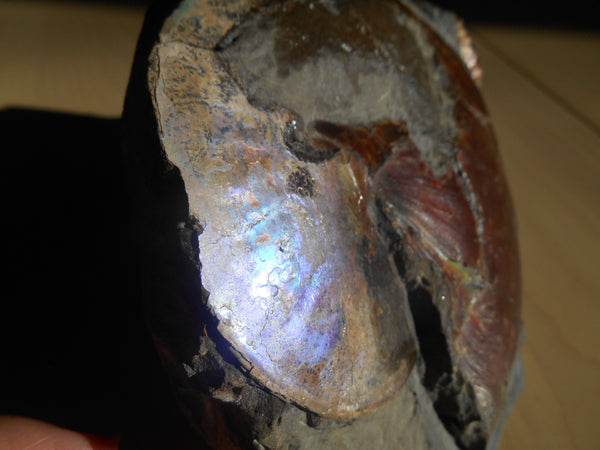 USA Ammonite Ammolite  Sphenodiscus sp & Hoploscaphites  Scaphite アンモナイト  スフェノディスカス　＆　ホプロスカフィテス