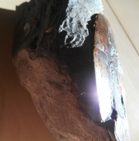 USA Ammonite Ammolite  Sphenodiscus sp & Hoploscaphites  Scaphite アンモナイト  スフェノディスカス　＆　ホプロスカフィテス