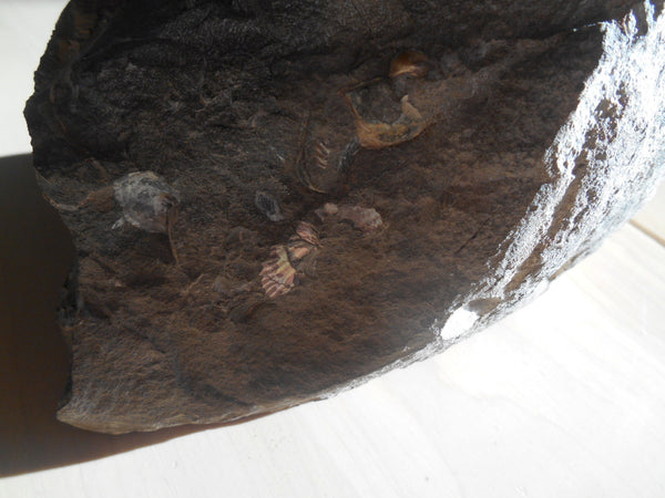 USA Ammonite Ammolite  Sphenodiscus sp & Hoploscaphites  Scaphite アンモナイト  スフェノディスカス　＆　ホプロスカフィテス