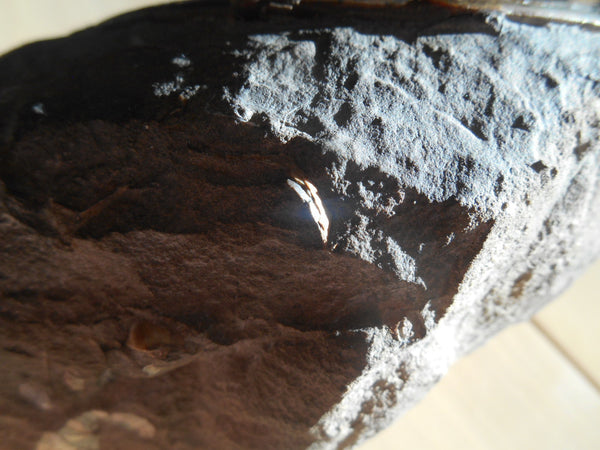 USA Ammonite Ammolite  Sphenodiscus sp & Hoploscaphites  Scaphite アンモナイト  スフェノディスカス　＆　ホプロスカフィテス