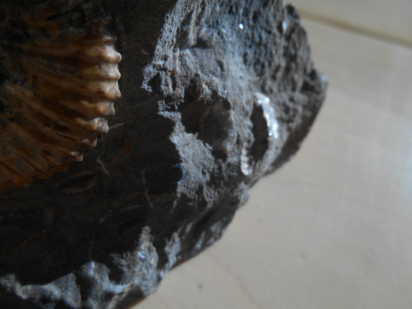 USA Ammonite Ammolite  Sphenodiscus sp & Hoploscaphites  Scaphite アンモナイト  スフェノディスカス　＆　ホプロスカフィテス