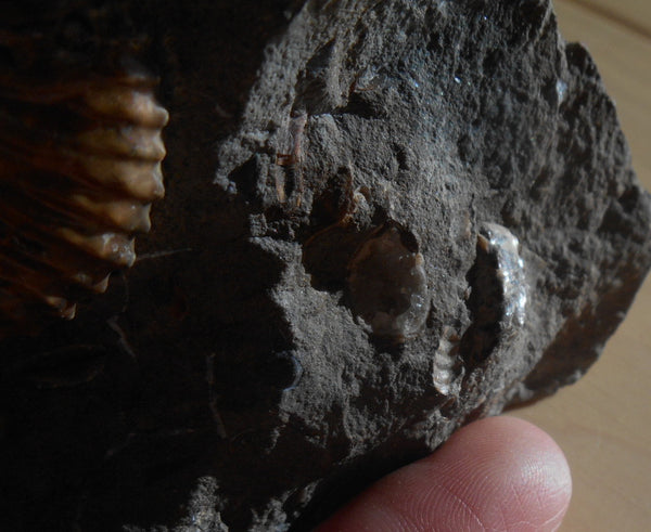 USA Ammonite Ammolite  Sphenodiscus sp & Hoploscaphites  Scaphite アンモナイト  スフェノディスカス　＆　ホプロスカフィテス