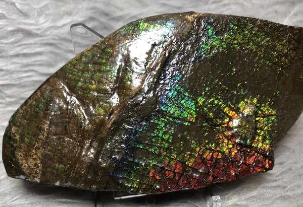 109mm x 54mm - RS-11 Rough Stone Ammlite アンモライト　原石　ラフ