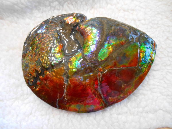 Ammonite Fossil - Placenticeras meeki　Ammolite　Free Shipping! アンモナイト 完全体　プラセンティセラス　ミーキ　アンモライト　両面ダブル