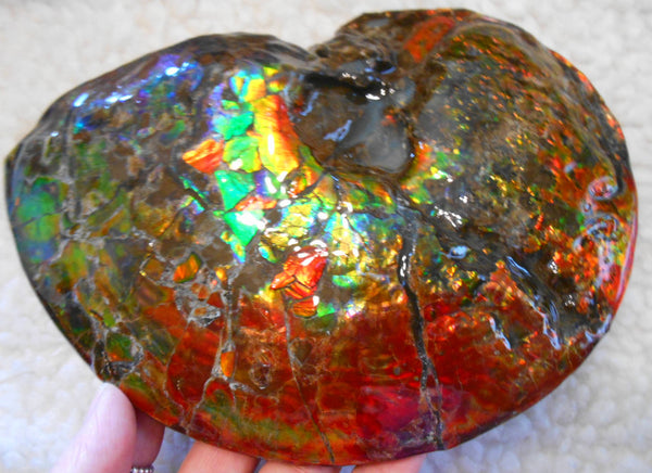 Ammonite Fossil - Placenticeras meeki　Ammolite　Free Shipping! アンモナイト 完全体　プラセンティセラス　ミーキ　アンモライト　両面ダブル