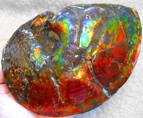 Ammonite Fossil - Placenticeras meeki　Ammolite　Free Shipping! アンモナイト 完全体　プラセンティセラス　ミーキ　アンモライト　両面ダブル
