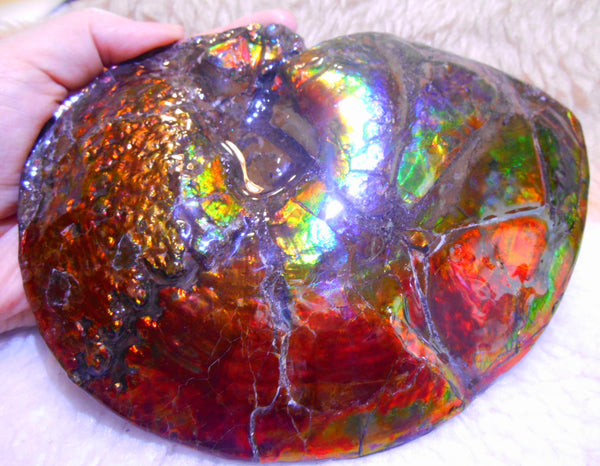 Ammonite Fossil - Placenticeras meeki　Ammolite　Free Shipping! アンモナイト 完全体　プラセンティセラス　ミーキ　アンモライト　両面ダブル
