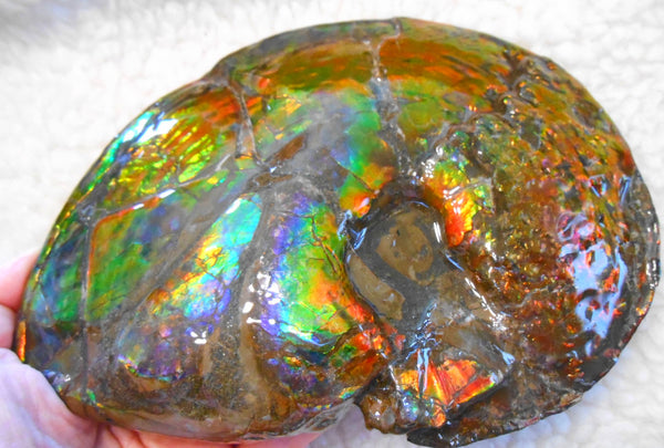 Ammonite Fossil - Placenticeras meeki　Ammolite　Free Shipping! アンモナイト 完全体　プラセンティセラス　ミーキ　アンモライト　両面ダブル