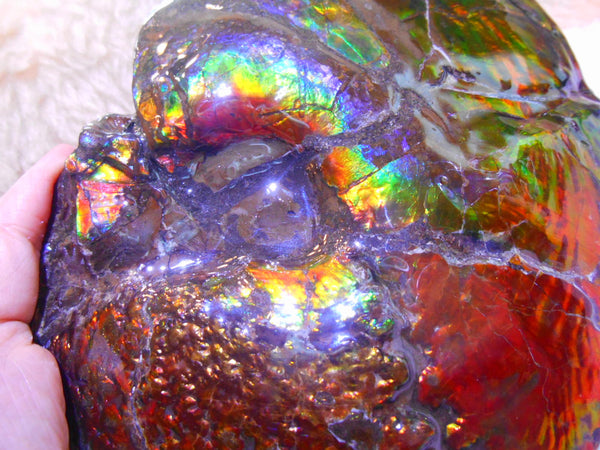 Ammonite Fossil - Placenticeras meeki　Ammolite　Free Shipping! アンモナイト 完全体　プラセンティセラス　ミーキ　アンモライト　両面ダブル