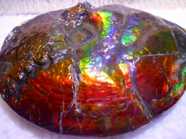 Ammonite Fossil - Placenticeras meeki　Ammolite　Free Shipping! アンモナイト 完全体　プラセンティセラス　ミーキ　アンモライト　両面ダブル