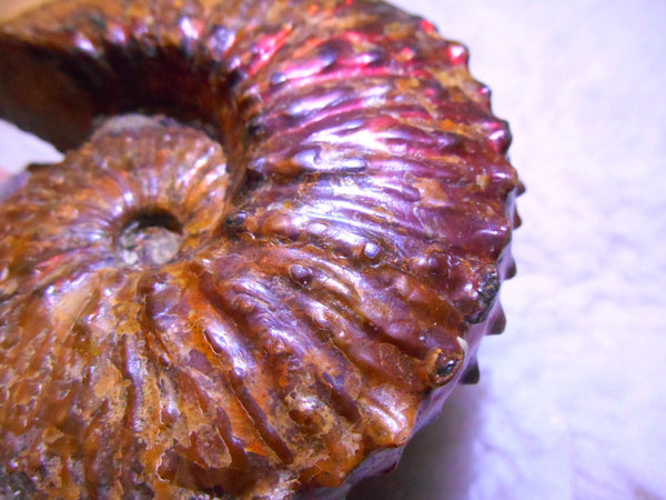 USA Ammonite  Scaphite 97x82x31mm Fossil　Jeletzkytes nebrascensis アンモナイト スカフィテス　大物!