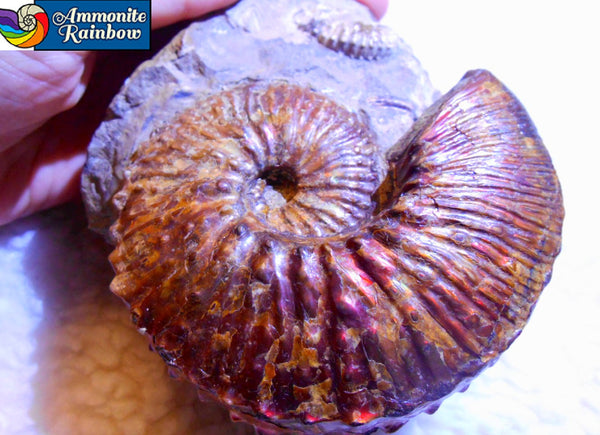 USA Ammonite  Scaphite 97x82x31mm Fossil　Jeletzkytes nebrascensis アンモナイト スカフィテス　大物!