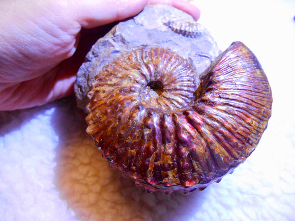 USA Ammonite  Scaphite 97x82x31mm Fossil　Jeletzkytes nebrascensis アンモナイト スカフィテス　大物!