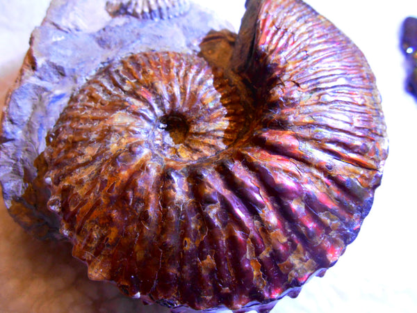 USA Ammonite  Scaphite 97x82x31mm Fossil　Jeletzkytes nebrascensis アンモナイト スカフィテス　大物!