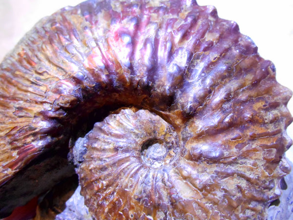 USA Ammonite  Scaphite 97x82x31mm Fossil　Jeletzkytes nebrascensis アンモナイト スカフィテス　大物!