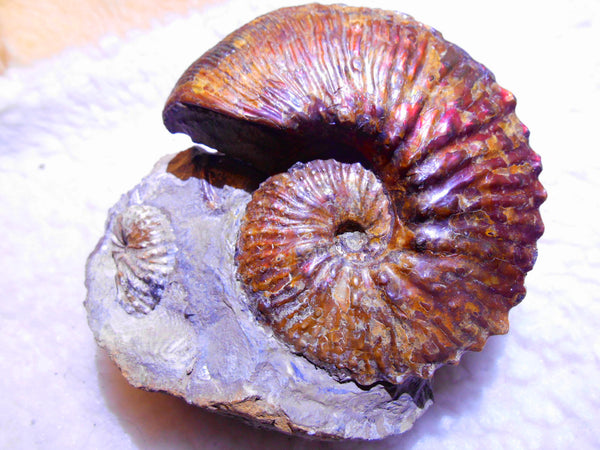 USA Ammonite  Scaphite 97x82x31mm Fossil　Jeletzkytes nebrascensis アンモナイト スカフィテス　大物!