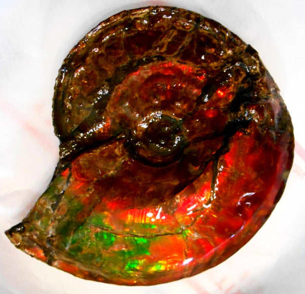 Ammonite Fossil - Placenticeras Interclare　Ammolite　 アンモナイト 完全体　プラセンティセラス　インターカラレ　アンモライト　両面ダブル