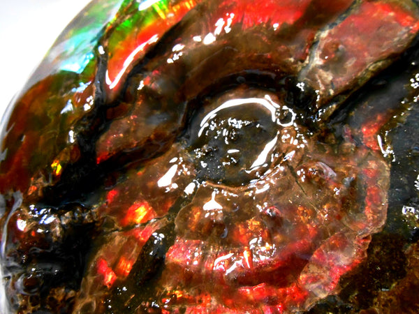 Ammonite Fossil - Placenticeras Interclare　Ammolite　 アンモナイト 完全体　プラセンティセラス　インターカラレ　アンモライト　両面ダブル