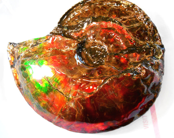 Ammonite Fossil - Placenticeras Interclare　Ammolite　 アンモナイト 完全体　プラセンティセラス　インターカラレ　アンモライト　両面ダブル