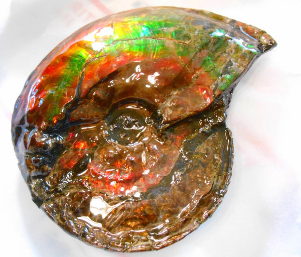 Ammonite Fossil - Placenticeras Interclare　Ammolite　 アンモナイト 完全体　プラセンティセラス　インターカラレ　アンモライト　両面ダブル