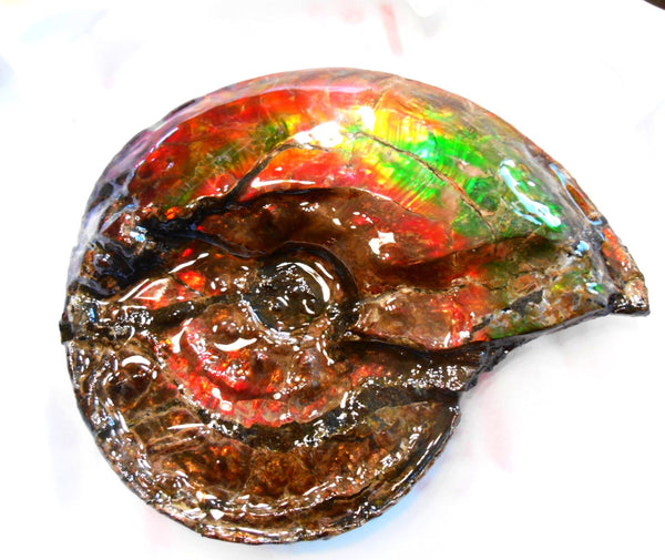 Ammonite Fossil - Placenticeras Interclare　Ammolite　 アンモナイト 完全体　プラセンティセラス　インターカラレ　アンモライト　両面ダブル