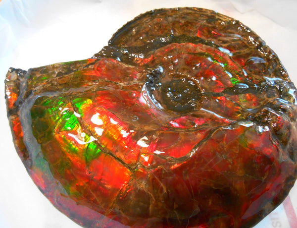 Ammonite Fossil - Placenticeras Interclare　Ammolite　 アンモナイト 完全体　プラセンティセラス　インターカラレ　アンモライト　両面ダブル
