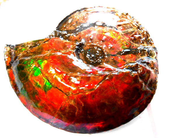 Ammonite Fossil - Placenticeras Interclare　Ammolite　 アンモナイト 完全体　プラセンティセラス　インターカラレ　アンモライト　両面ダブル