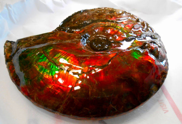 Ammonite Fossil - Placenticeras Interclare　Ammolite　 アンモナイト 完全体　プラセンティセラス　インターカラレ　アンモライト　両面ダブル