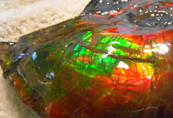 Ammonite Fossil - Placenticeras Interclare　Ammolite　 アンモナイト 完全体　プラセンティセラス　インターカラレ　アンモライト　両面ダブル