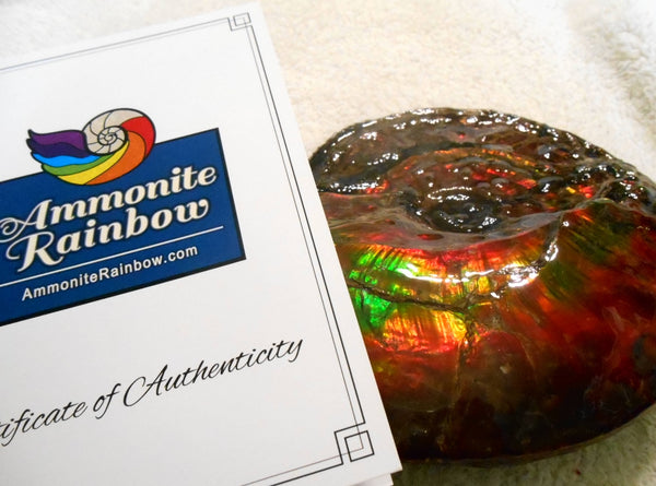 Ammonite Fossil - Placenticeras Interclare　Ammolite　 アンモナイト 完全体　プラセンティセラス　インターカラレ　アンモライト　両面ダブル