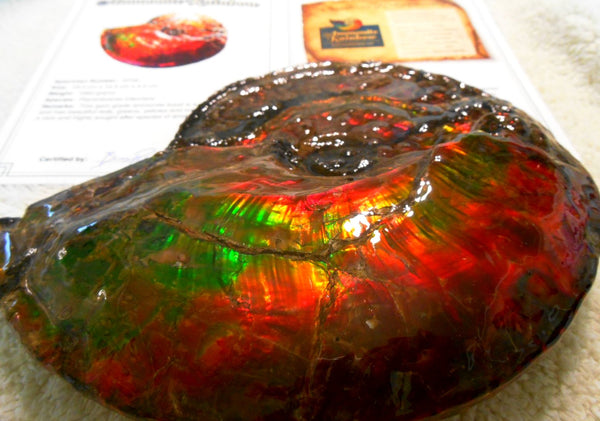 Ammonite Fossil - Placenticeras Interclare　Ammolite　 アンモナイト 完全体　プラセンティセラス　インターカラレ　アンモライト　両面ダブル