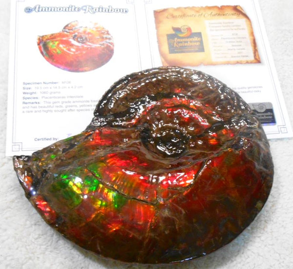 Ammonite Fossil - Placenticeras Interclare　Ammolite　 アンモナイト 完全体　プラセンティセラス　インターカラレ　アンモライト　両面ダブル