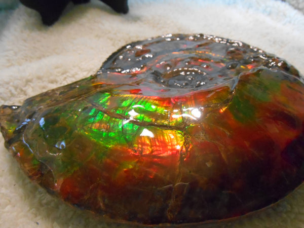 Ammonite Fossil - Placenticeras Interclare　Ammolite　 アンモナイト 完全体　プラセンティセラス　インターカラレ　アンモライト　両面ダブル
