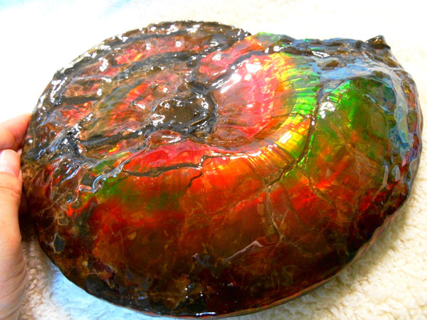 Ammonite Fossil - Placenticeras Interclare　Ammolite　 アンモナイト 完全体　プラセンティセラス　インターカラレ　アンモライト　両面ダブル