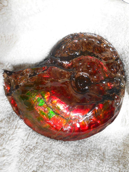 Ammonite Fossil - Placenticeras Interclare　Ammolite　 アンモナイト 完全体　プラセンティセラス　インターカラレ　アンモライト　両面ダブル