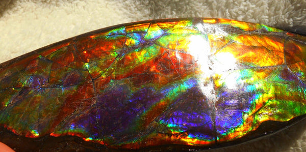 Make An Offer! 交渉あり☆AAA Double-Sided HUGE  Premium Rare Gorgeous Colors COLLECTOR Section Piece  256 x 82 mm　Natural Ammolite - Feng Shui CS-108 ダブル 超大型両面 ナチュラル　コレクション　ディスプレイピース